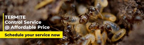 Termite Control Services in Chennai | Anti Termite Services in Chennai