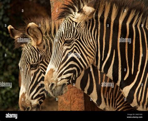Biggest Zebra In The World