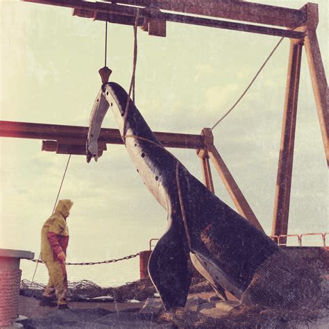 In 1977 the Japanese ship Zuiyo-maru caught a highly decomposed carcass ...