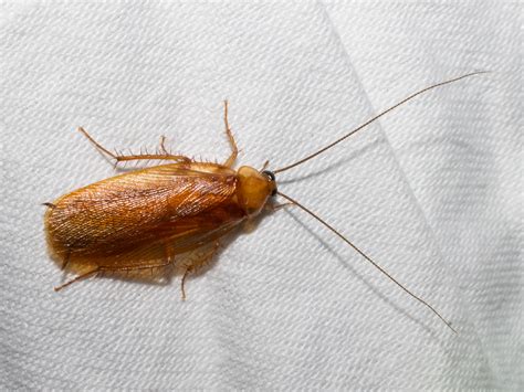About Uhler's Wood Cockroach - Maryland Biodiversity Project