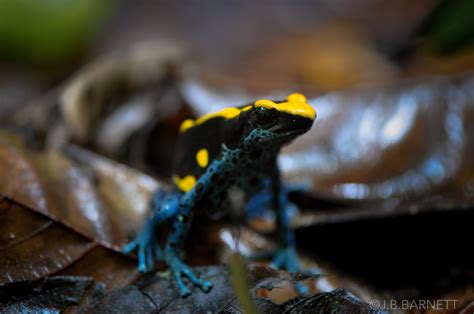 Poison dart frogs use their bright colors as camouflage - Earth.com