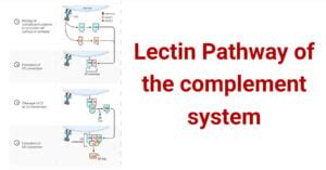 Image result for Complement System Animation