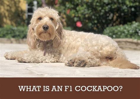 What is an F1 Cockapoo? (Differences Between F1, F1b and F2)