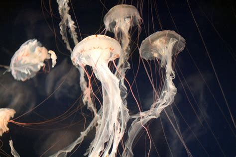 7 Astonishing Animal Lifespans: From Short to Long - Your Animal Guide