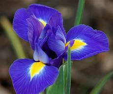 iris fiore immagini dsc 9627 e quot iris blue magic quot i to give iris fiore immagini dsc 9627 e quot iris blue magic quot i to give