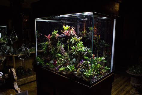 Sherman Tanks Dart Frog Terrarium, Aquarium Terrarium, Reptile ...