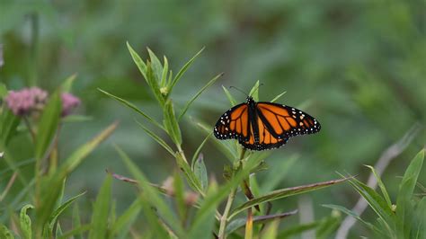 Download wallpaper 1920x1080 monarch butterfly, monarch, butterfly ...