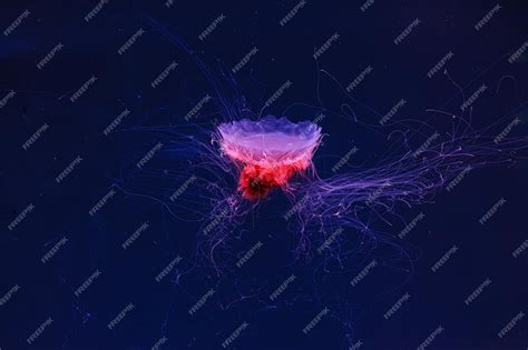 Image result for Studio Code Org Random Numbers