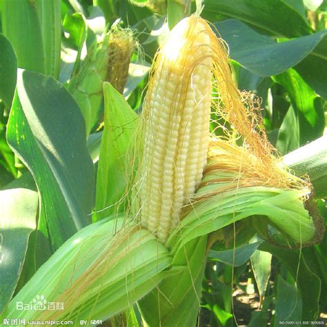 春节前玉米价格还会上涨吗？2020年12月玉米价格最新行情分析_腾讯新闻