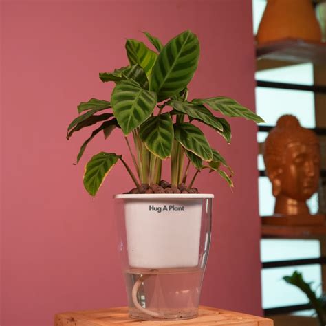 Calathea Zebrina / Zebra Plant - Live Plant (With 5 Inch Self-Watering ...