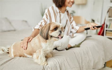 Shih Tzu Dog Pricing in India 2025: Everything You Should Know