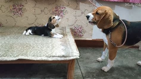 Budweiser Dog Commercial 的图像结果