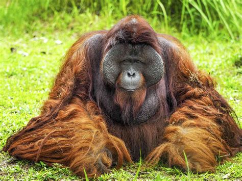 Orangutan Bing Images Orangutan Endangered Species