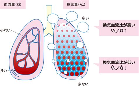 ガス交換のしくみ | 看護roo![カンゴルー]