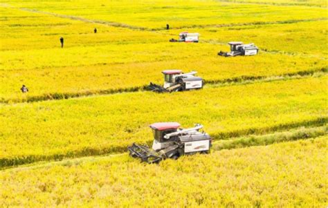 浙江：逐步把永久基本农田全部建成高标准农田 稳定提高粮食综合生产能力