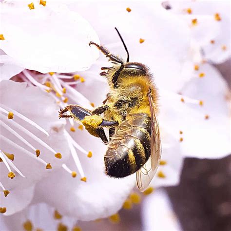Foraging Bees: What are They & What do They Do?- Carolina Honeybees