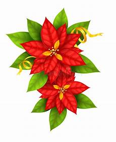 immagini di fiori da stare la stella di natale fiorisce la stella di natale con il immagini di fiori da stare la stella di natale fiorisce la stella di natale con il