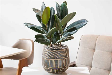 Image result for Planting Rubber Tree