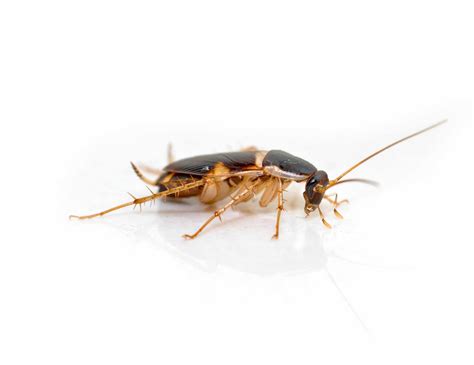 Cockroach Pest Control Near Me | Residential & Commercial Extermination