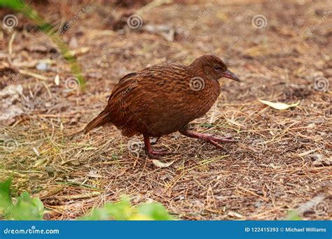 A Stewart Island Weka, a Flightless Bird Endemic To New Zealand Stock Image - Image of habitat ...