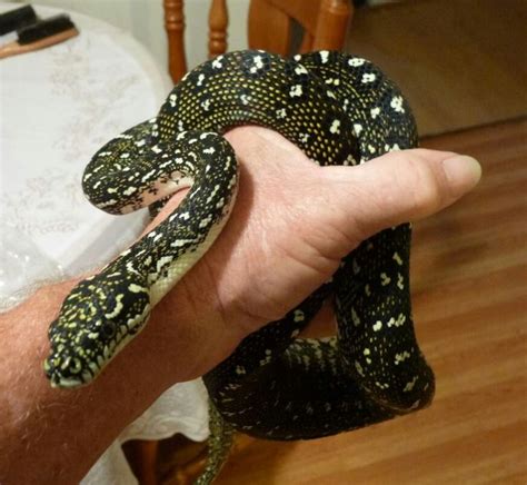 Image result for Diamond Python Snake Habitat