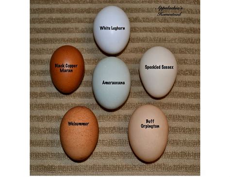 speckled sussex egg color - Google Search | Coloring eggs, Chicken egg ...