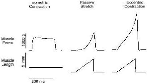 A Review of Classification Techniques of EMG Signals during Isotonic ...