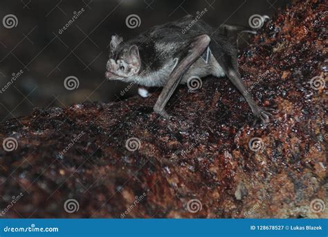 Image result for Common Vampire Bat