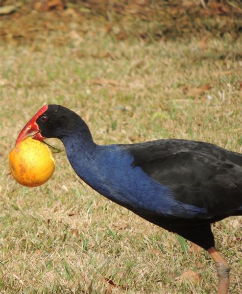 New zealand wildlife where to see 10 unique species – Artofit