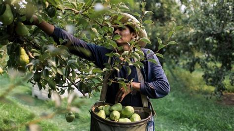 Farmers hope immigration plans get bipartisan support in the lame duck ...