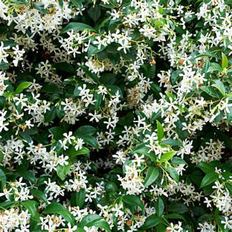 Star Jasmine Trellis for Sale | PlantologyUSA.com – Plantology USA