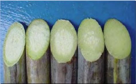 Image result for Function of Pith Class 11