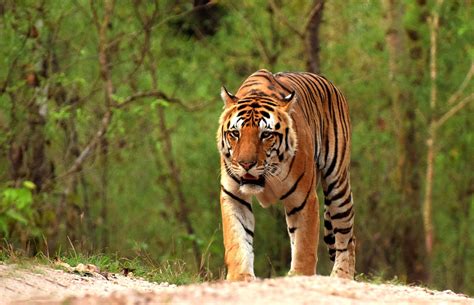 Tigers of Kanha National Park – Tiger Safari Sightings