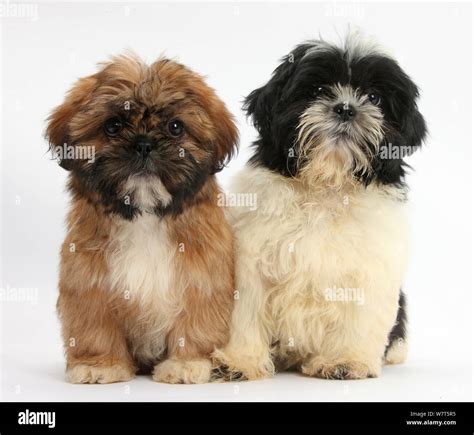 Brown And Black Shih Tzu Puppies