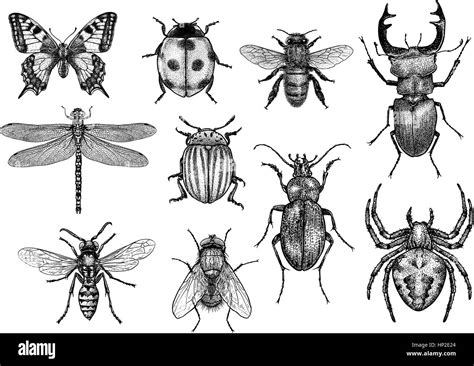 Image result for Insect Drawing