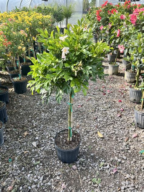 10″ Jasmine Dwarf Std - The (KC) Plant Factory