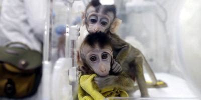 China Clones Gene-Edited Monkeys for Sleep Disorder Research