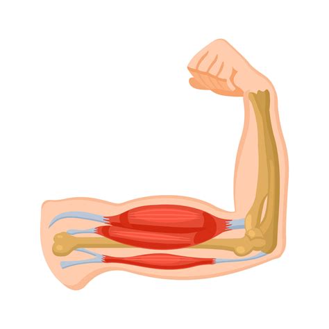 Muscle Illustration: An Insight Into Human Anatomy - GRAPHICOLD