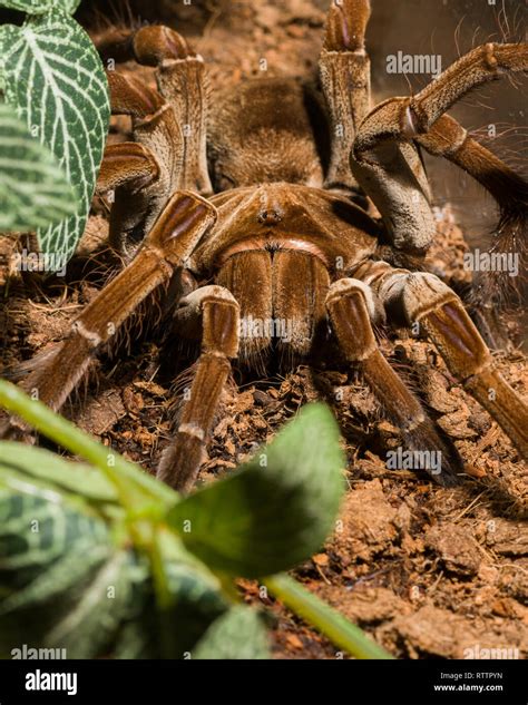 Goliath Bird Eating Spider Eyes