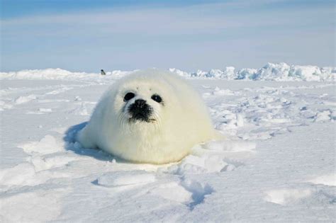 10 Harp Seal Facts for Kids - Facts.net