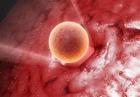 单胚胎移植知多少 双胎的优势在哪？_泰东方国际医疗