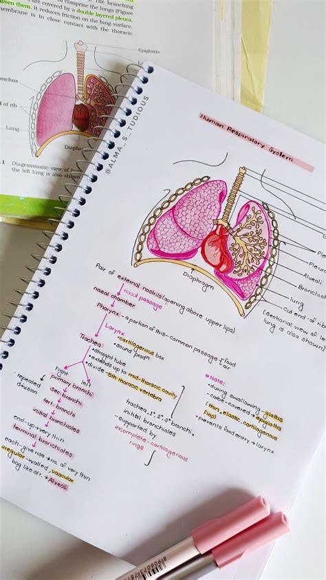 Human respiratory system breathing and exchange of gases class 11 ncert notes – Artofit