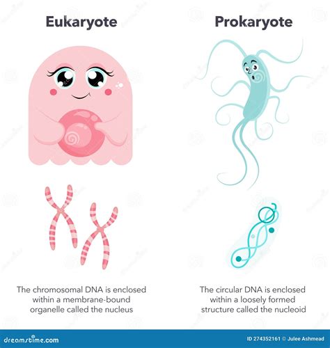 Eukaryotes Versus Prokaryotes Science Vector Illustration Cartoon Infographic Stock Vector ...