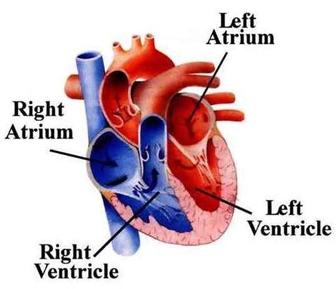 Class 10 Science Practice Question Answers - Circulatory System