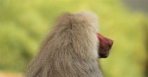 Image result for Baboon Side View