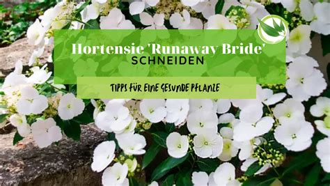 Image result for Runaway Bride Hortensie