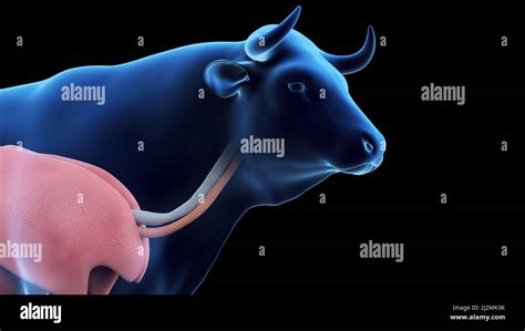 Cow Reproductive System Model 的图像结果