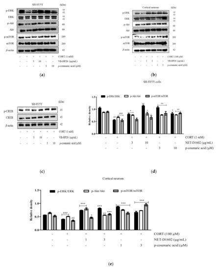 Protective Effects of p-Coumaric Acid Isolated from Vaccinium ...