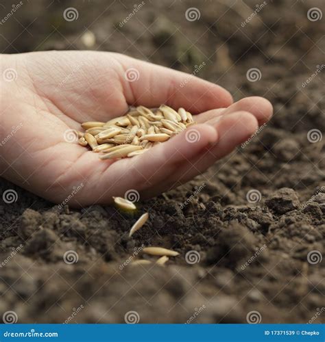 What Does Sowing Oats Mean at Donna Champion blog