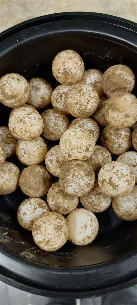 Alligator snapping turtle eggs : r/turtle